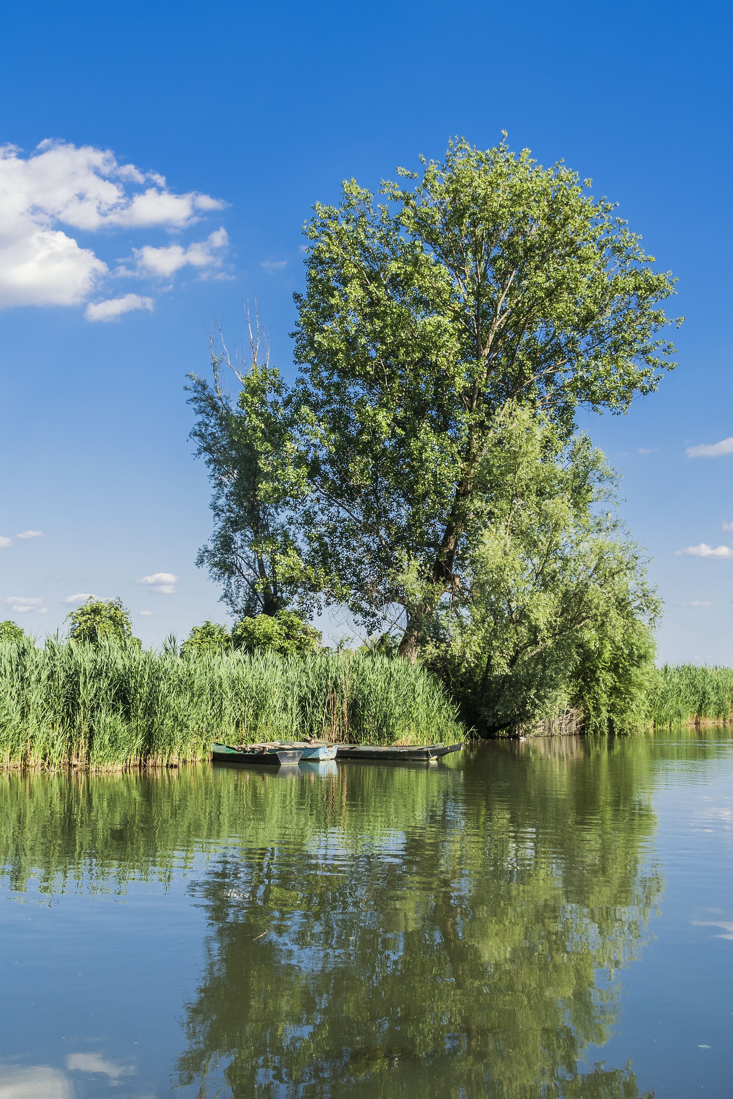 A calm river with a large tree reflecting in the water, surrounded by greenery and a clear blue sky.