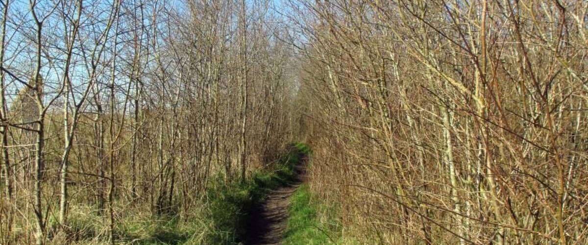 A narrow dirt path through a forest with leafless trees.