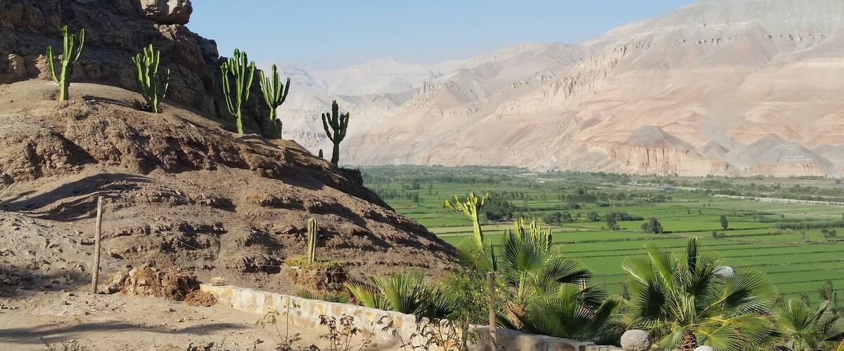 A desert landscape with cacti and palm trees, a rocky cliff, and distant green fields.