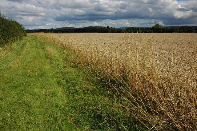 Field headland near Overbury Headland to a field of wheat, the Cotswold outliers of Dumbleton and Alderton Hill can be seen in the background just to the left of centre.
