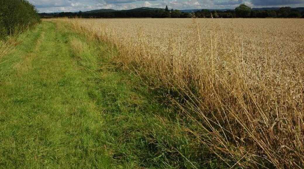 Field headland near Overbury Headland to a field of wheat, the Cotswold outliers of Dumbleton and Alderton Hill can be seen in the background just to the left of centre.