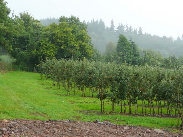 Orchards on Huntley Hill Looking north from Hinders Lane with Bright's Hill in the misty distance.
