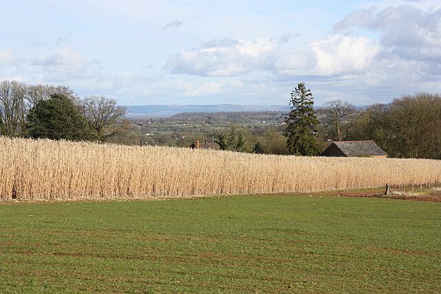 Crop line, Huntley. A view towards the Cotswold scarp from the garden centre at Huntley shows this bamboo-like crop of a species of Miscanthus. See item at [1].