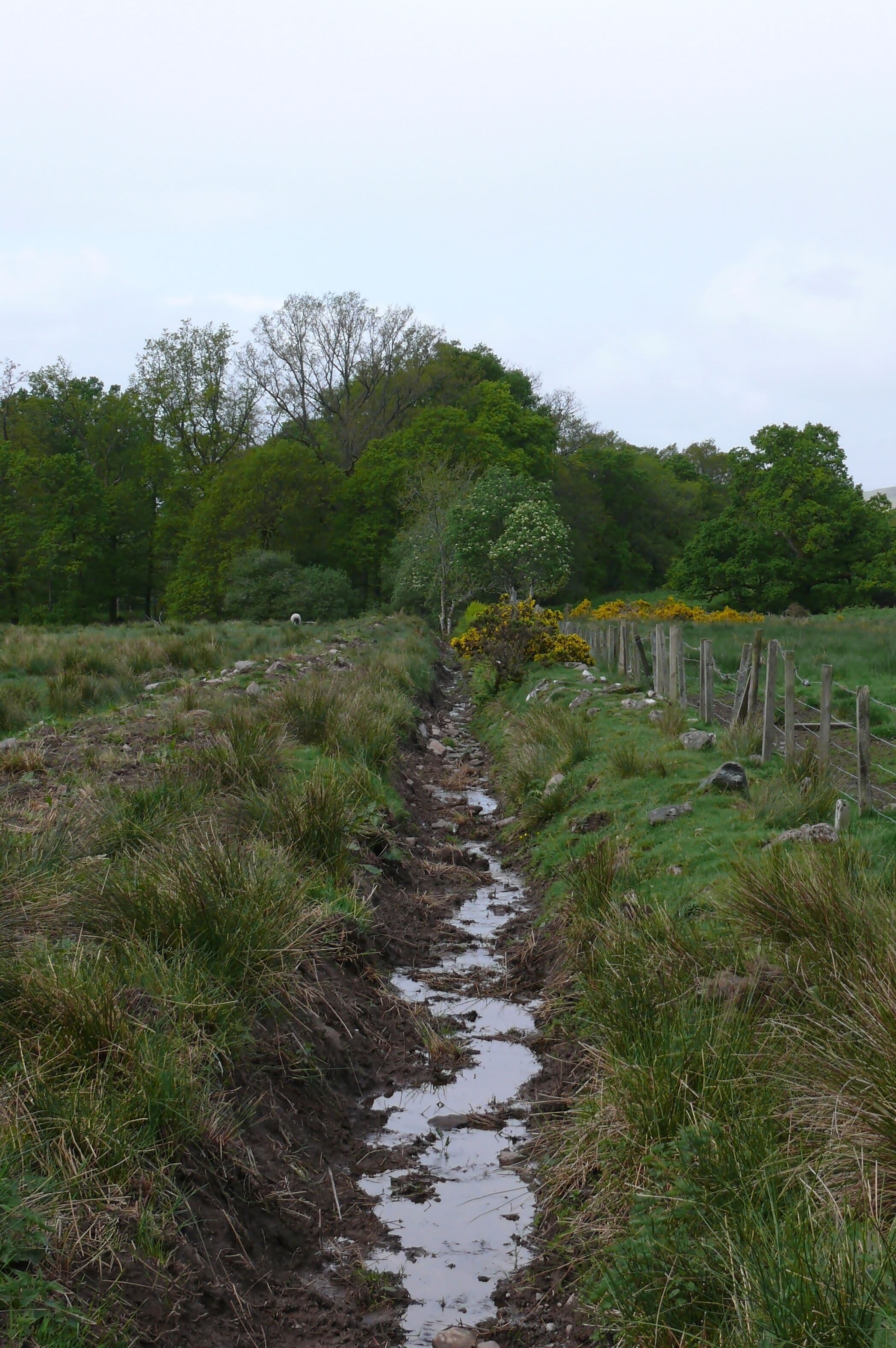 Conic Hill near Balmaha on the eastern shore of Loch Lomond, Scotland.