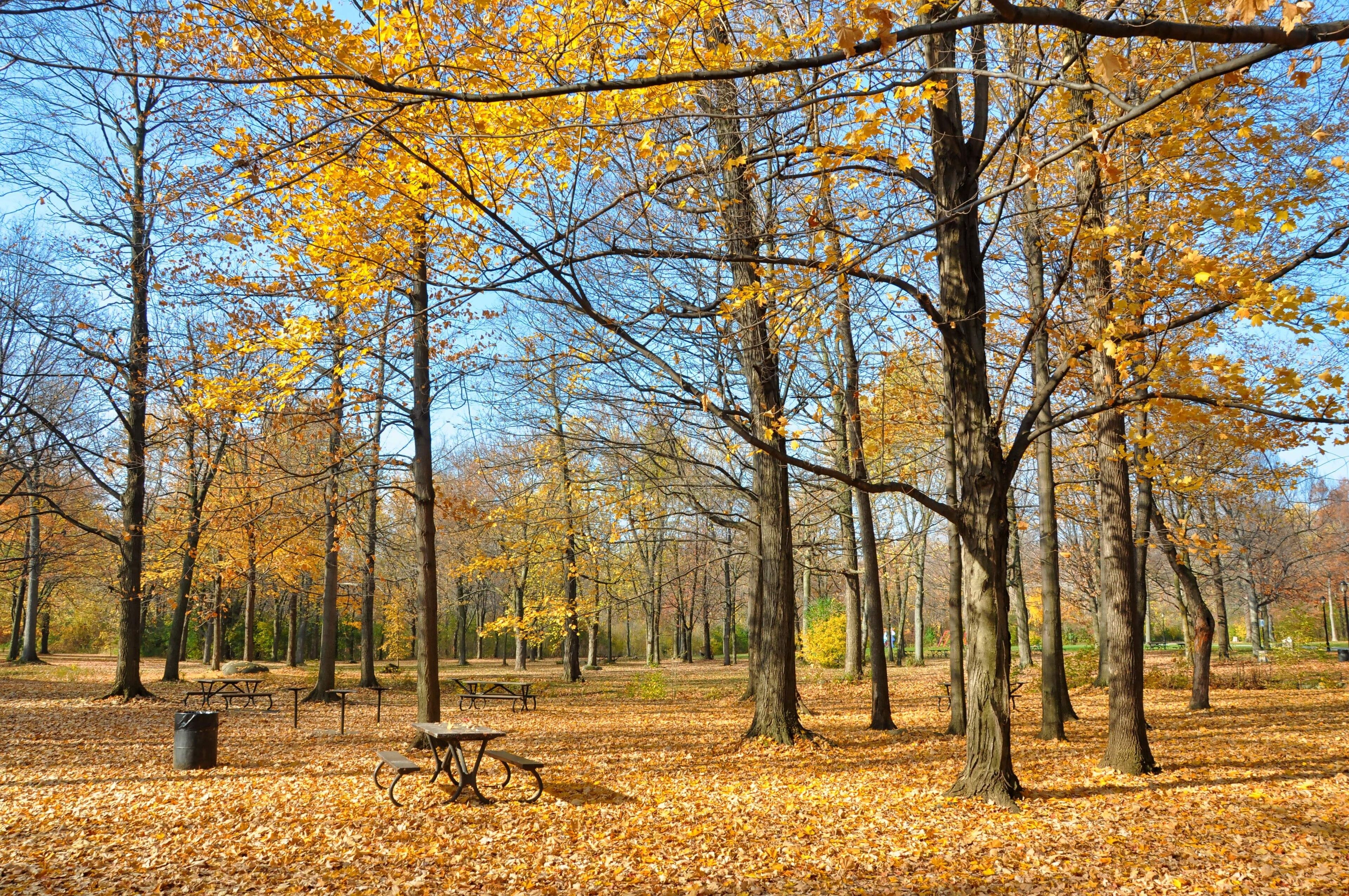 A park with autumn trees, fallen leaves, picnic tables, and a trash can.