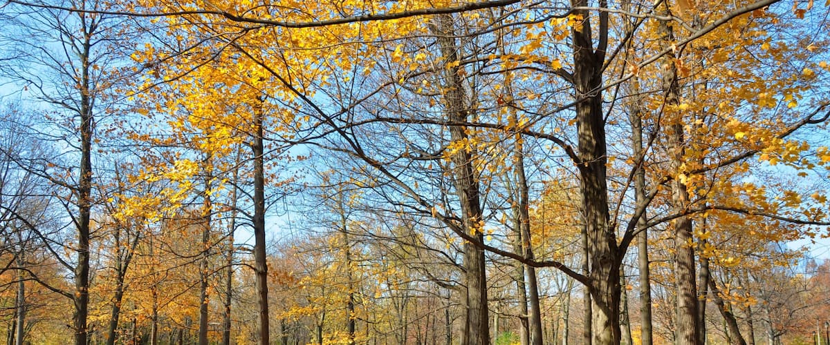 A park with autumn trees, fallen leaves, picnic tables, and a trash can.
