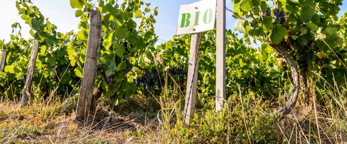 A vineyard with a sign that reads "BIO".