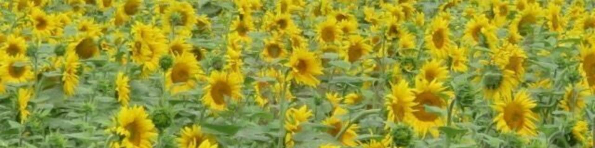 Sunflowers looking west - must be close to sunset