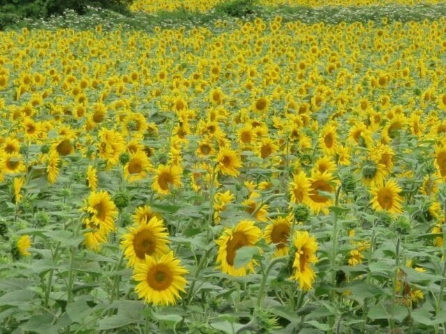 A sunflower field with rows of sunflowers.