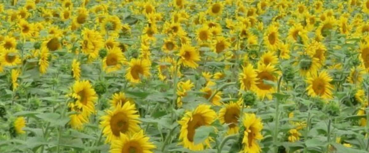 A sunflower field with rows of sunflowers.