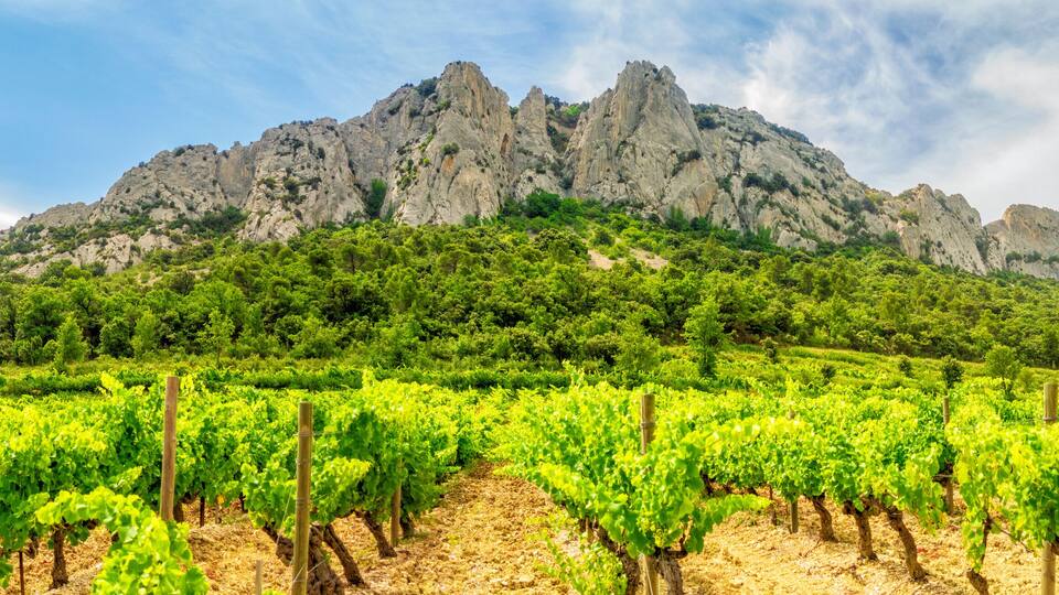 A vineyard with rows of grapevines in front of a rocky mountain.