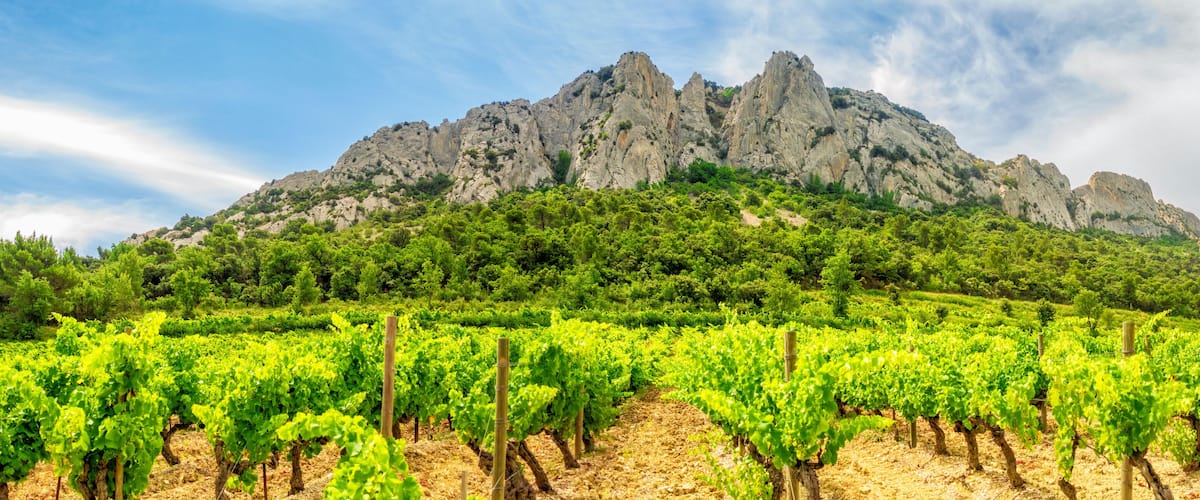 A vineyard with rows of grapevines in front of a rocky mountain.