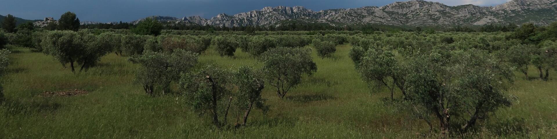 Les alpilles sont parfaites pour faire des balades en collines !