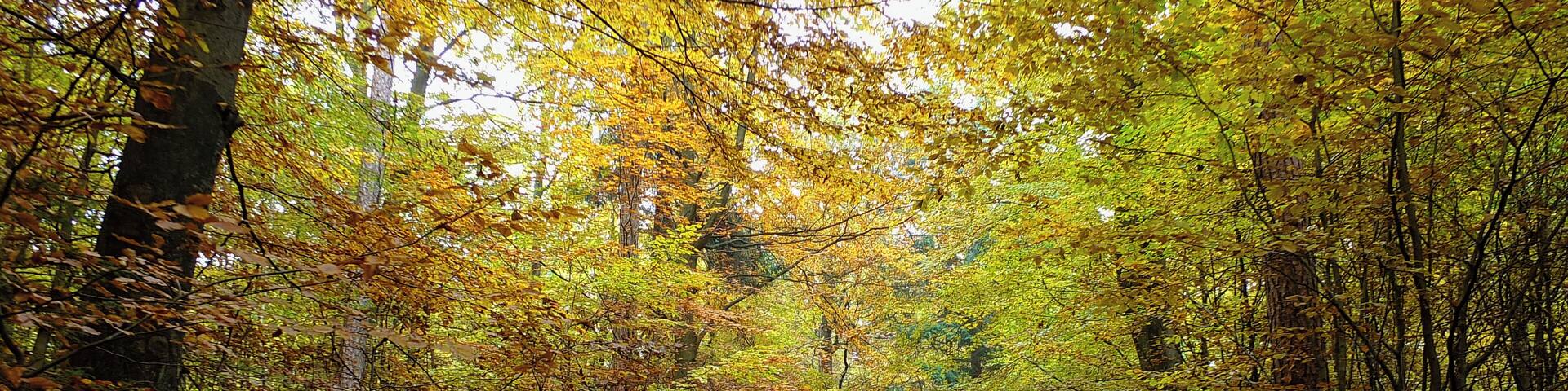 Garlstorfer Wald (Verwaltung: Klosterrevierförsterei Garlstorfer Wald) im Landschaftsschutzgebiet LSG WL 00017: "Garlstorfer Wald und weitere Umgebung" / im FFH-Gebiet 2726-331: "Garlstorfer und Toppenstedter Wald" (Niedersachsen, Landkreis Harburg): Weg zum Fastweg aus Richtung Westen, sĂŒdlich vom Gipfel des Ahrbergs