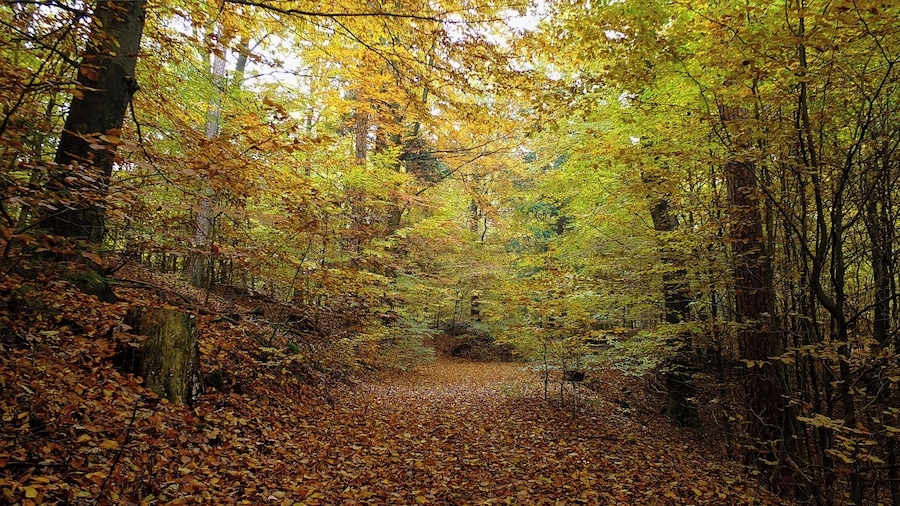 Camí boscós cobert de fulles caigudes.