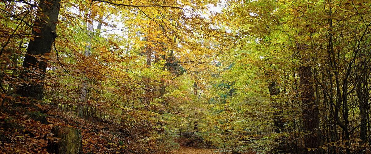 A forest path covered with fallen leaves.