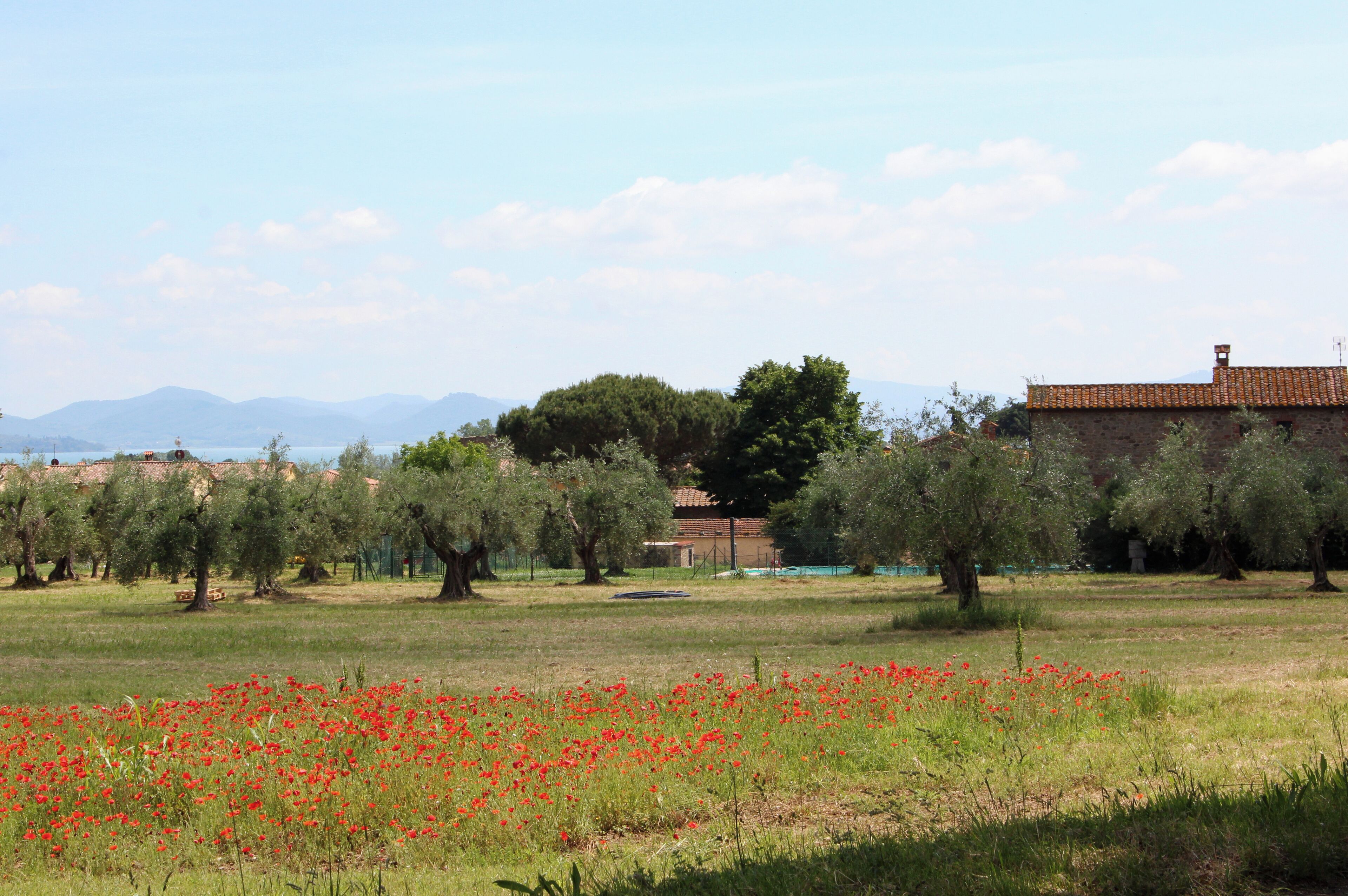 A rural landscape with olive trees, a field of red flowers, and a building with a tiled roof.