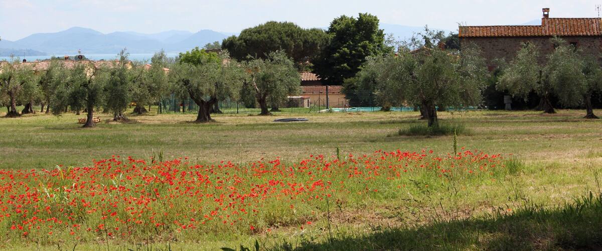 A rural landscape with olive trees, a field of red flowers, and a building with a tiled roof.