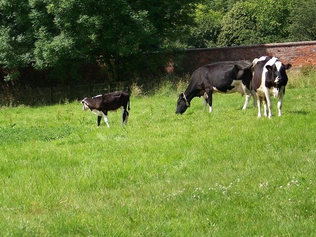 Cattle near Maiden Bradley These two nurse cows are looking after around a dozen calves. The wall is part of Bradley House.