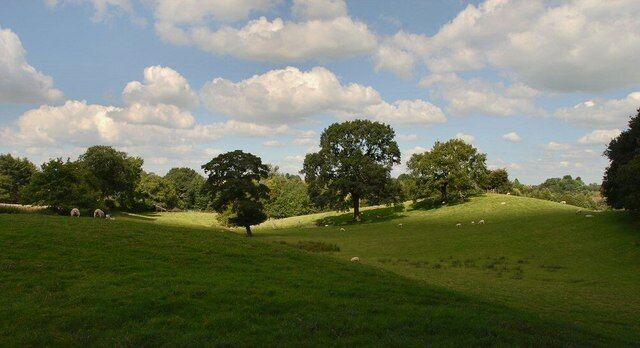 Cheshire countryside Sheep grazing in Cheshire countryside