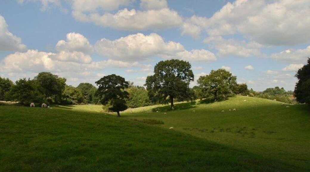 Cheshire countryside Sheep grazing in Cheshire countryside