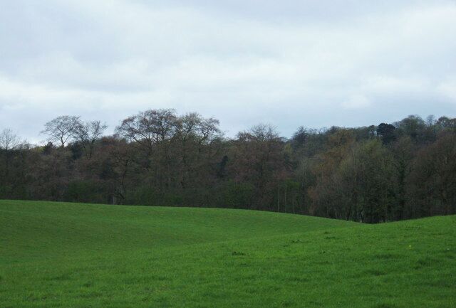 Alder Wood, Mottram St Andrew View west over the fields towards Alder Wood from the junction of Oak Road with Shaws Lane.