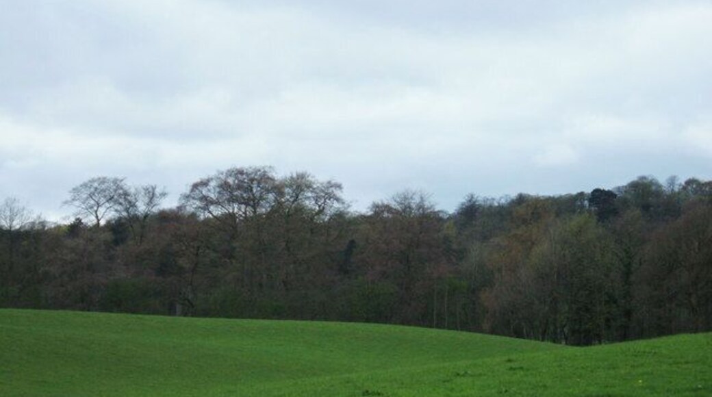 Alder Wood, Mottram St Andrew View west over the fields towards Alder Wood from the junction of Oak Road with Shaws Lane.