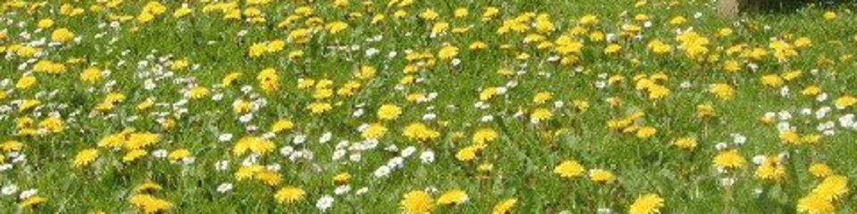 Sutton on the Forest. All Hallows Church