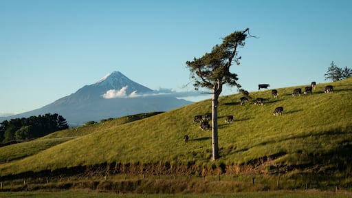 Cattle grazing on the green hills with Mt Taranaki in the distance