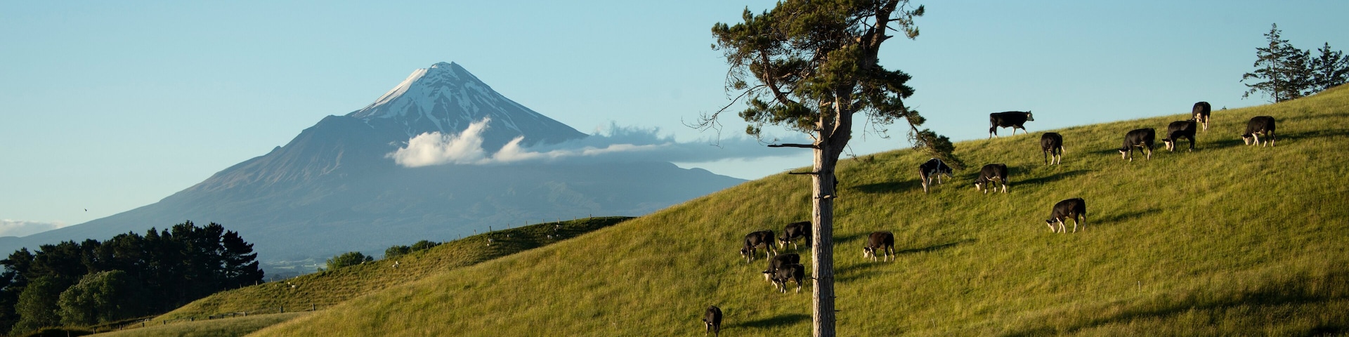 Cattle grazing on the green hills with Mt Taranaki in the distance