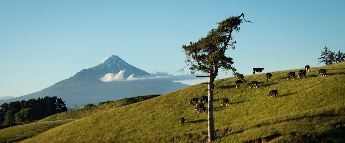 A grassy hillside with cows grazing and a prominent tree. In the background, there is a mountain with a snow-capped peak.