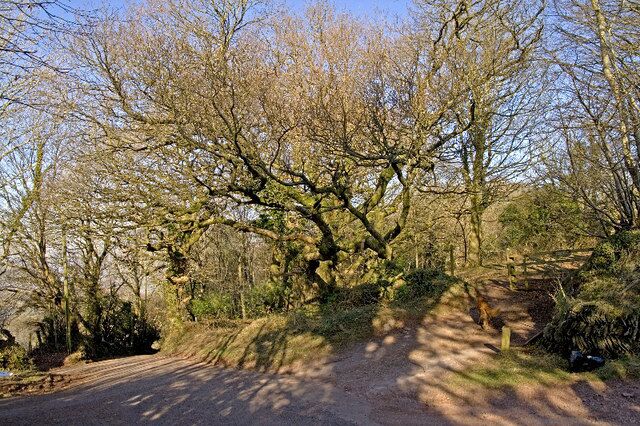 Colton Cross Ancient oaks border the road at this junction between Ralegh's Cross and Monksilver. The dog has chosen the Coleridge Way which follows the footsteps of poet Samuel Taylor Coleridge between Nether Stowey and Porlock.