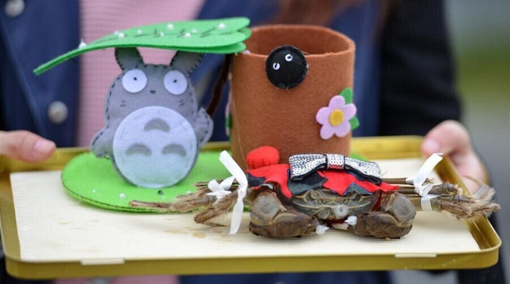 “Mitten Crab Fashion Show" held in Jiangsu Province of China.During the Hongze Lake Crab Festival, the local residents of Hongze Lake dress up the crabs with new clothes and throught the "situational performance" to celebrate and share the joy of harvest, very fresh and interesting.
江苏洪泽“螃蟹时装秀
https://twitter.com/Beautifulgx