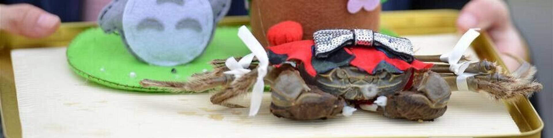 “Mitten Crab Fashion Show" held in Jiangsu Province of China.During the Hongze Lake Crab Festival, the local residents of Hongze Lake dress up the crabs with new clothes and throught the "situational performance" to celebrate and share the joy of harvest, very fresh and interesting.
江苏洪泽“螃蟹时装秀
https://twitter.com/Beautifulgx