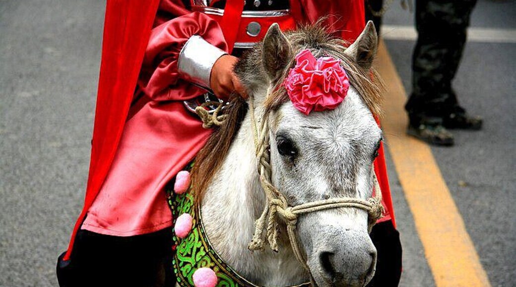Riding a pony,let's go to see the Debao Red Maple of Baise,China.
https://twitter.com/Beautifulgx