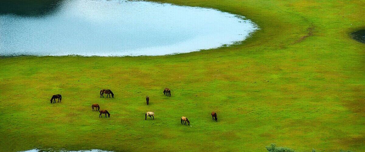 A grassy field with a pond and trees.