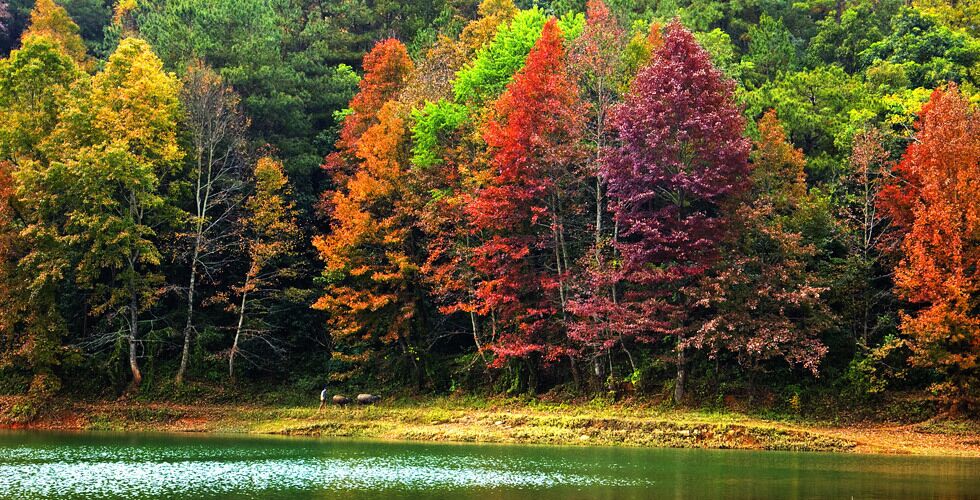 Riding a pony,let's go to see the Debao Red Maple of Baise,China.
https://twitter.com/Beautifulgx