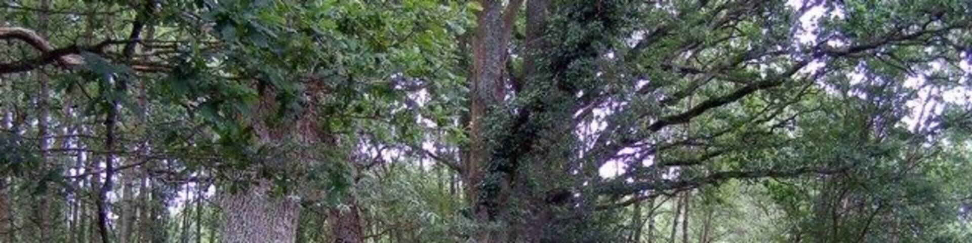 Enclosure on Copythorne Common. Copythorne Common was once part of the New Forest's adjacent commons, but was annexed when the Forest's perambulation was fenced and gridded in the 1960s. The Common is now privately owned, but a portion of it north of the M27 motorway is Access Land. On the left of this photo is the southern edge of a four-sided enclosure defined by a bank and external ditch (marked on the OS 1:25000 Explorer map). Mature oak trees are growing on the bank, showing that the enclosure is at least a few hundred years old.
