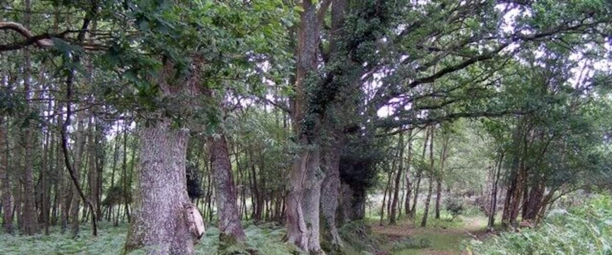 A forested area with a dirt path, tall trees, and dense underbrush.
