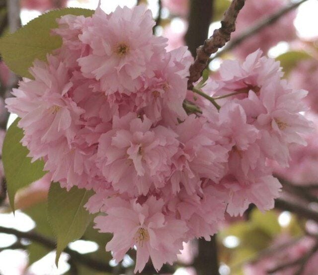 powder pink Detail of cherry blossom on trees at Hemswell Cliff