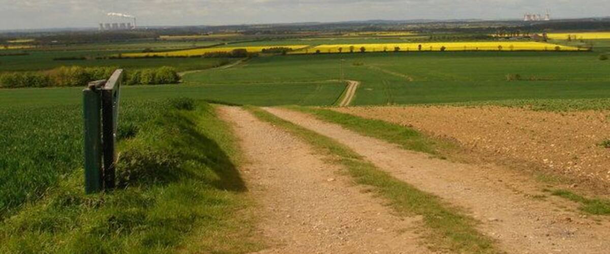 A dirt path leading through a field with yellow crops, a green fence, and a cloudy sky.