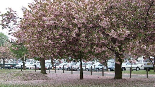 Cherry blossom time The former aerodrome at Hemswell Cliff is now under multiple use. It hosts a large sunday market and is also home to a diverse range of business. There are some fine ornamental trees within its boundary, that have now reached maturity. These flowering Cherries, that form avenues either side of the old parade ground,have to be seen to be believed