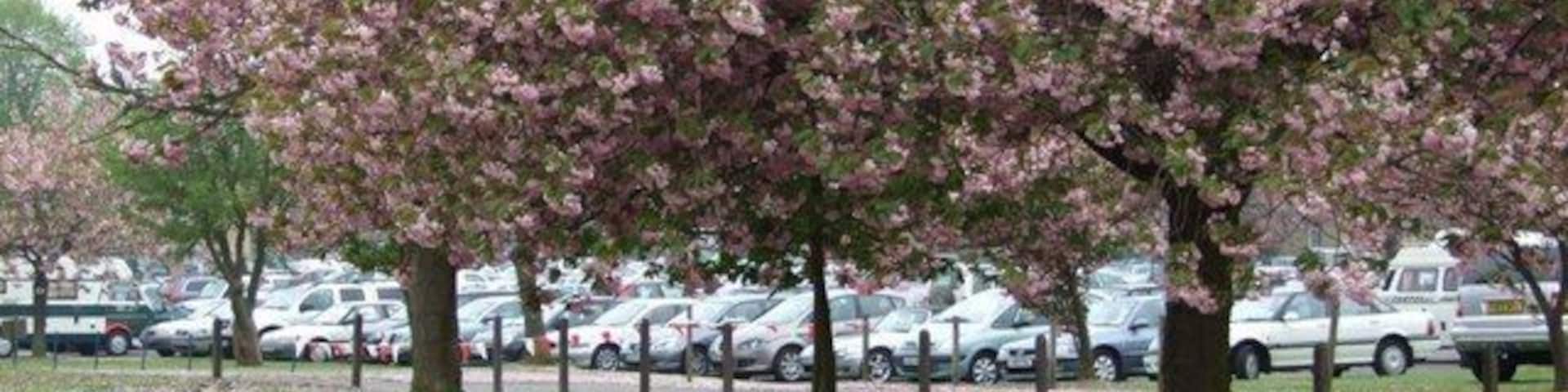Cherry blossom time The former aerodrome at Hemswell Cliff is now under multiple use. It hosts a large sunday market and is also home to a diverse range of business. There are some fine ornamental trees within its boundary, that have now reached maturity. These flowering Cherries, that form avenues either side of the old parade ground,have to be seen to be believed