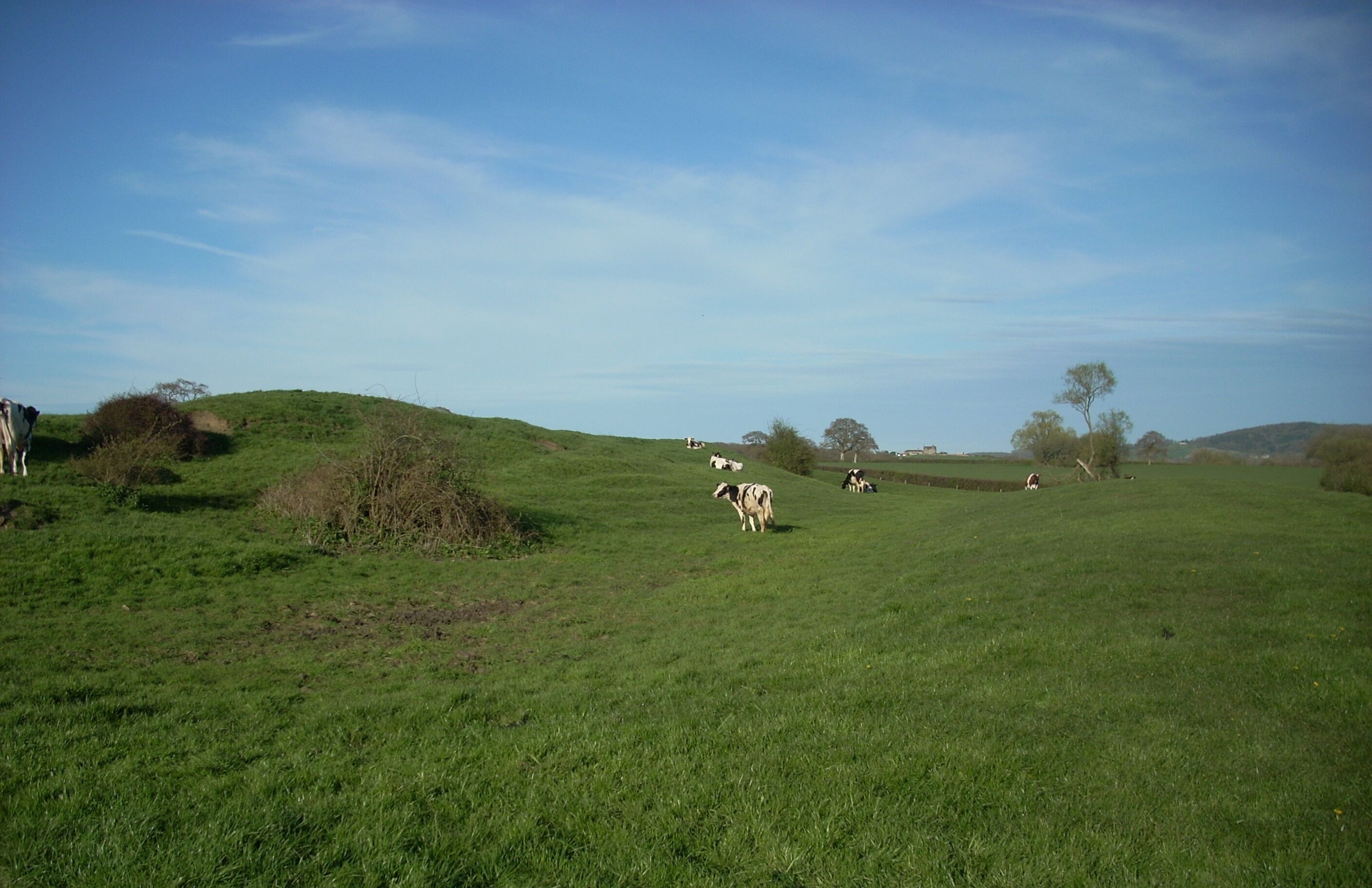 A grassy field with cows grazing, rolling hills, and a clear blue sky.