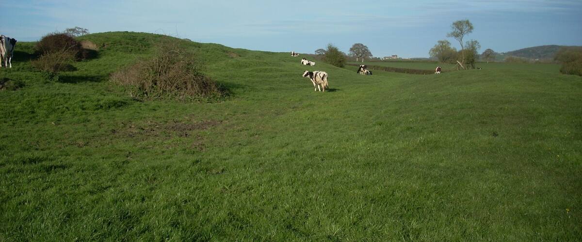 A grassy field with cows grazing, rolling hills, and a clear blue sky.