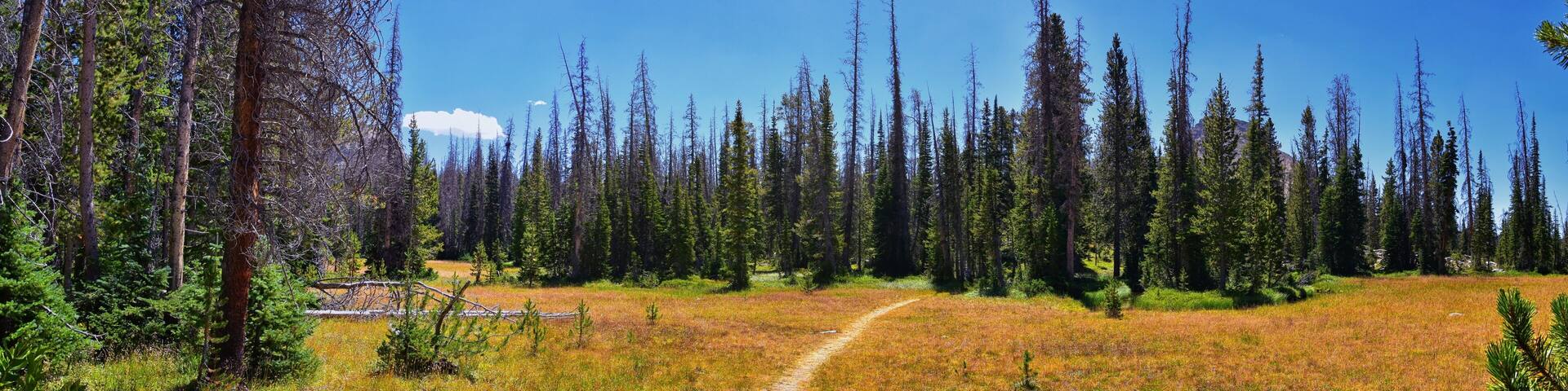 Lake Cuberant hiking trail views of ponds, forest and meadows around Bald Mountain Mount Marsell in Uinta Mountains from Pass Lake Trailhead, Utah, United States.