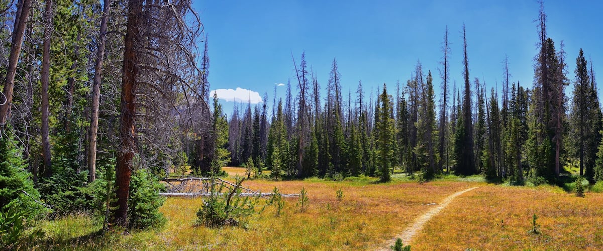 A forest with a clear sky and a path through the grass.