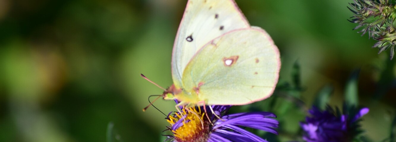 Butterflies were soaring along the lake front walkway