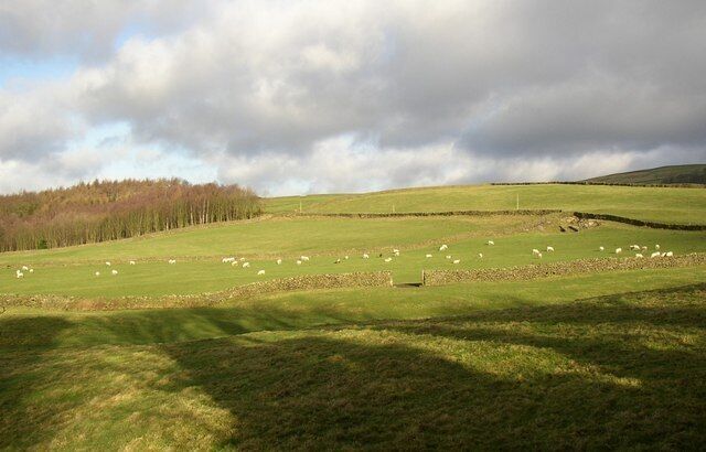View from the rear of Beamsley Hospital, Beamsley Struff Wood is on the left, and on the other side of the wall with the telephone poles there is a track to New Hall. This is a public footpath. The field boundaries have been arranged so that a small rocky outcrop is in a corner.