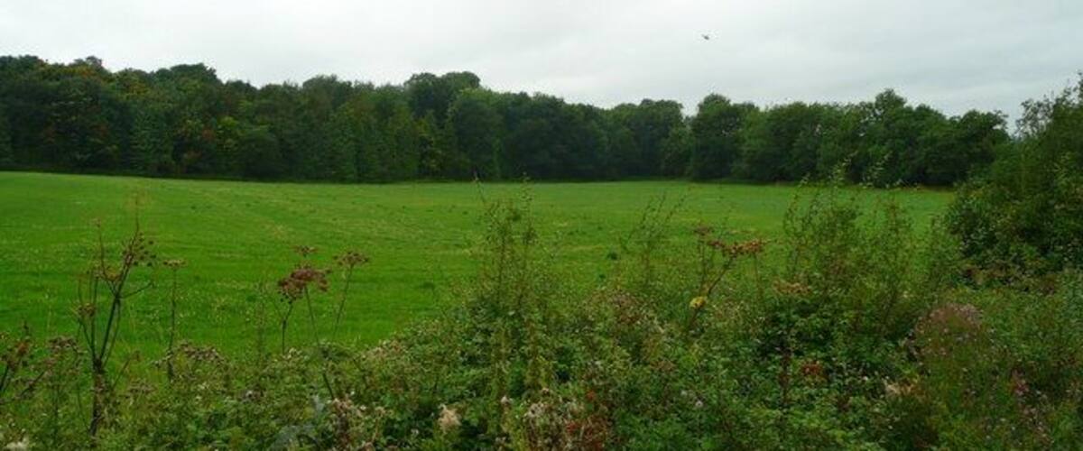 A green field with a forest in the background.